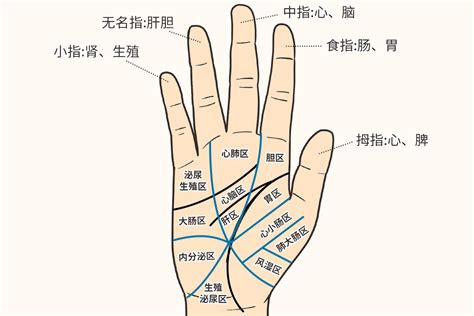 食指代表器官|五个手指对应哪些脏腑？！你知道吗